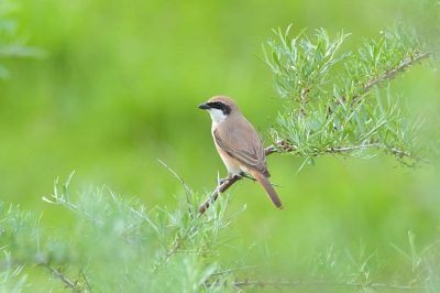 Turkestan Shrike