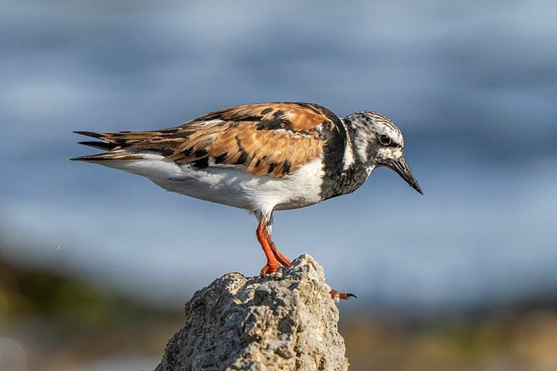 Turnstone