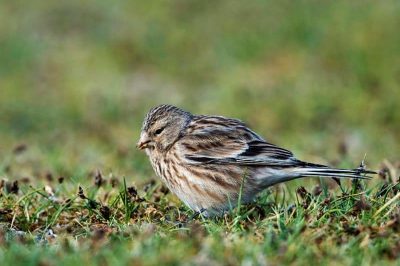 Twite