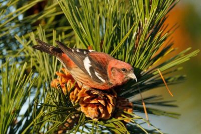 Two-Barred Crossbill