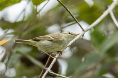 Two-Barred Greenish Warbler