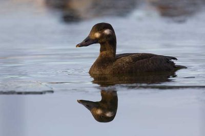 Velvet Scoter