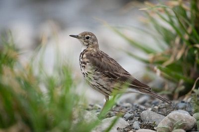 Water Pipit