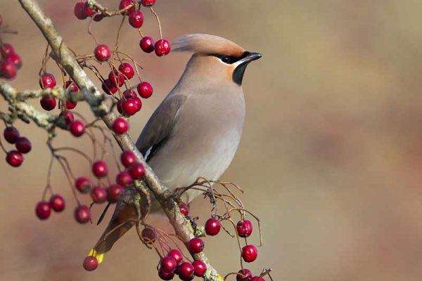 Waxwing