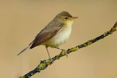 Western Bonelli's Warbler
