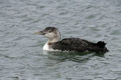 White-Billed Diver