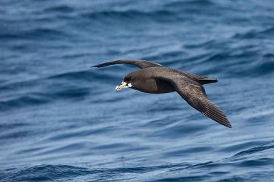 White-Chinned Petrel