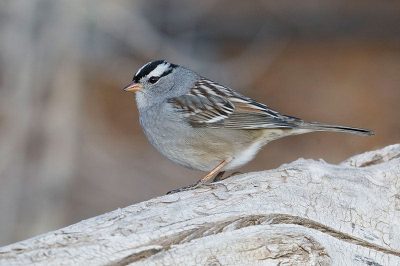 White-Crowned Sparrow