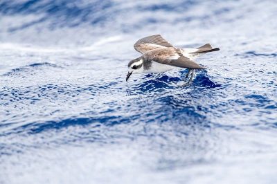White-Faced Storm Petrel