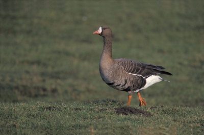 White-Fronted Goose