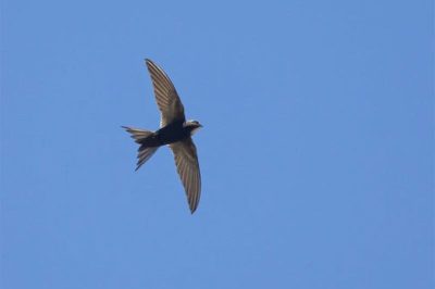 White-Rumped Swift