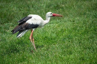 White Stork