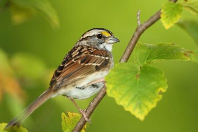 White-Throated Sparrow