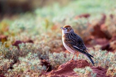 White-Winged Lark