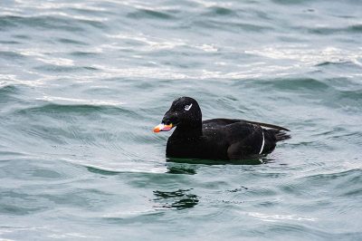 White-Winged Scoter
