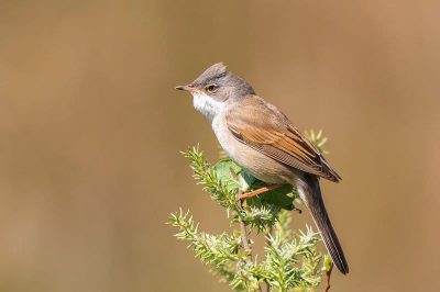 Whitethroat