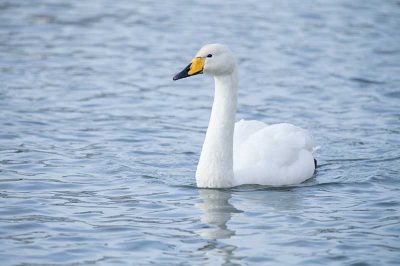 Whooper Swan