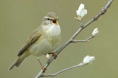 Willow Warbler