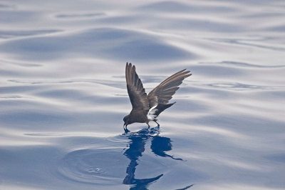 Wilson's Storm Petrel