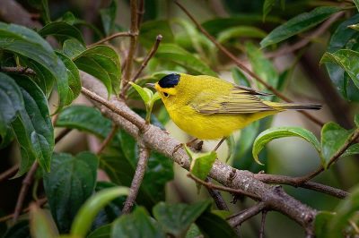 Wilson's Warbler