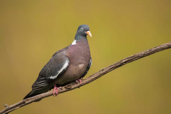 Wood Pigeon