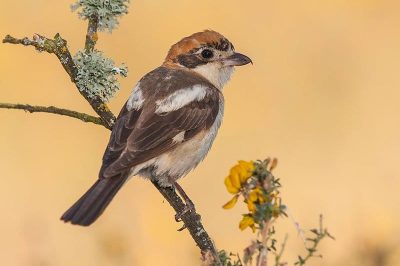 Woodchat Shrike