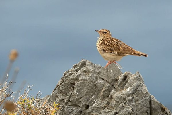 Woodlark