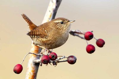 Wren