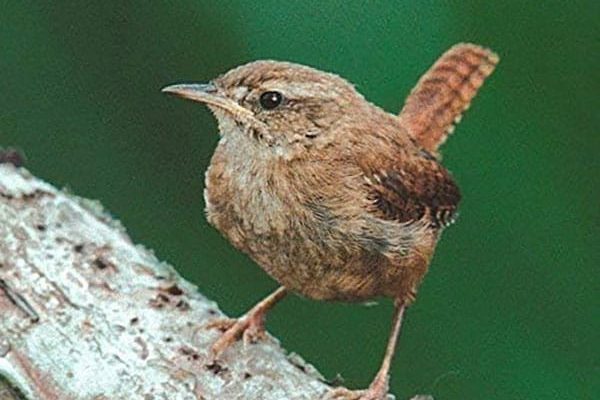 Wren Greeting Card