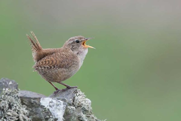 Wren