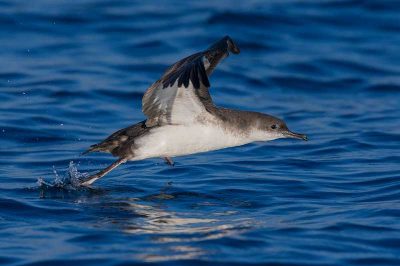 Yelkouan Shearwater