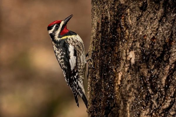 Yellow-Bellied Sapsucker