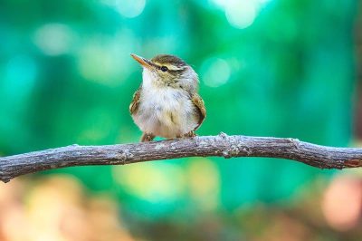 Yellow-Browed Warbler