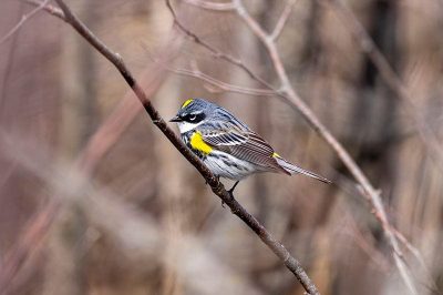 Yellow-Rumped Warbler