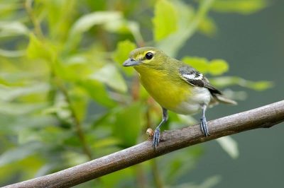Yellow-Throated Vireo