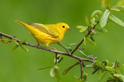 Yellow Warbler
