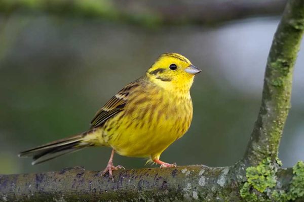 Yellowhammer