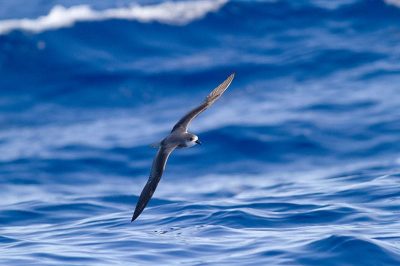 Zino's Petrel